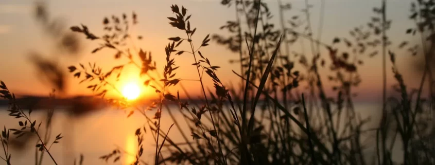 Some tall grass in front of a lake at sunset