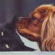 A dog sniffing a cat's ear
