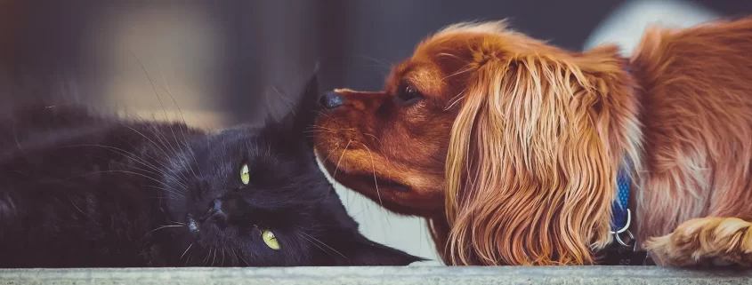 A dog sniffing a cat's ear