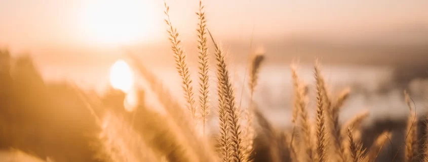 A field at sunset