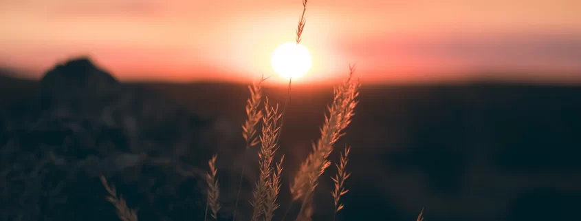 A field at sunset