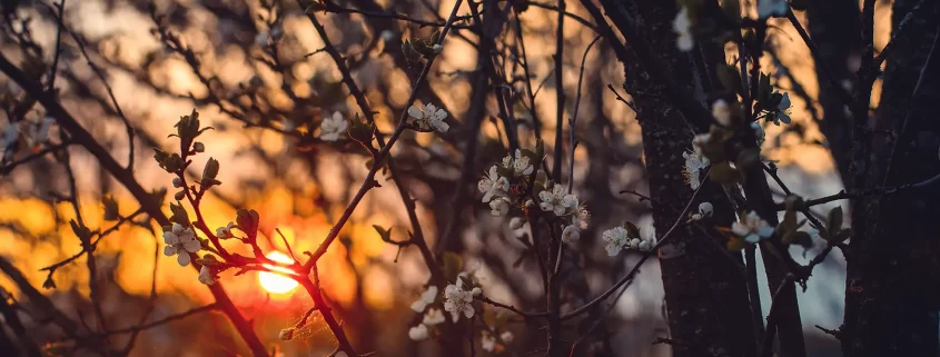 A flowering tree at sunset