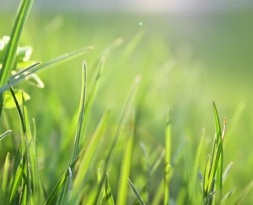 Green grass in the sun