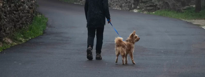 A person walking a dog