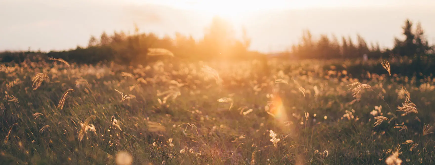 A field at sunset