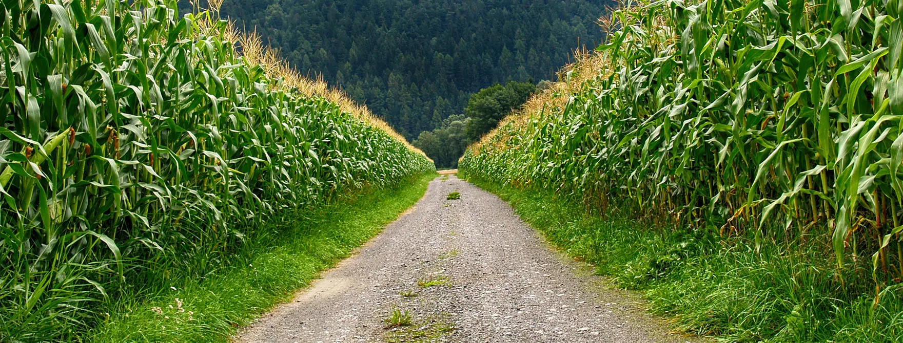 A gravel road between two fields of corn