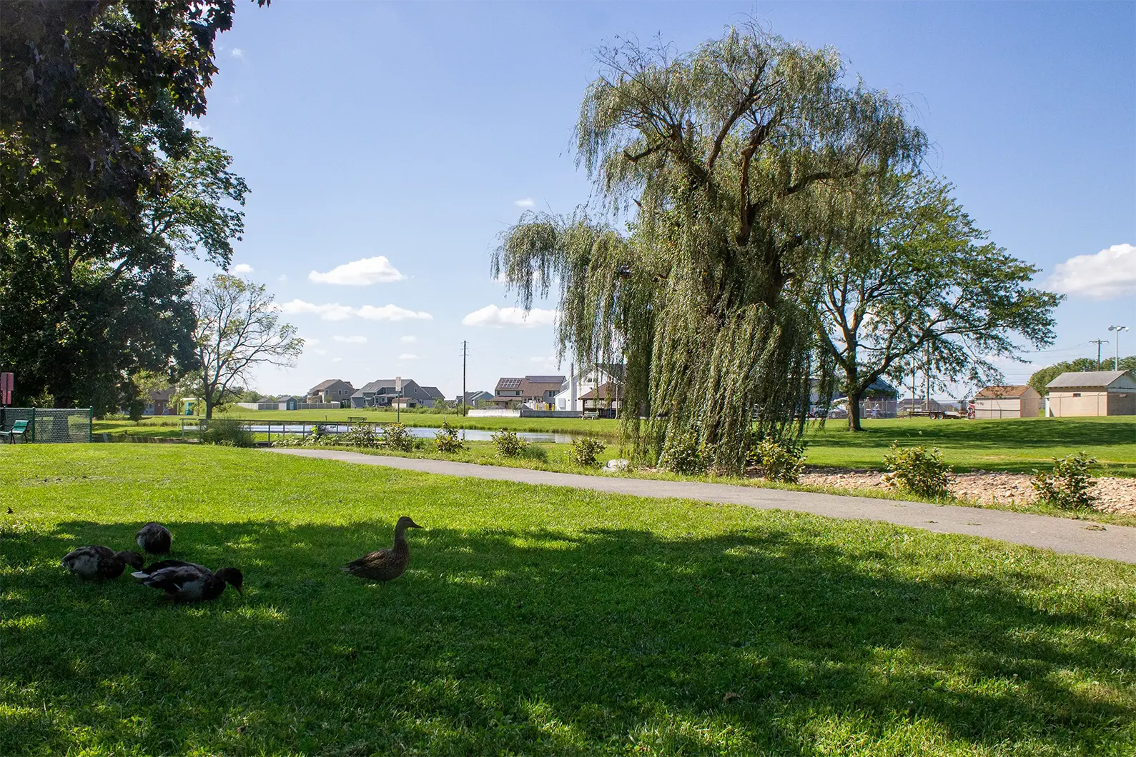 Some ducks nibbling in the shade at Fleetwood Park.