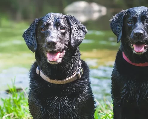 Two black dogs sitting by a creek on a sunny day