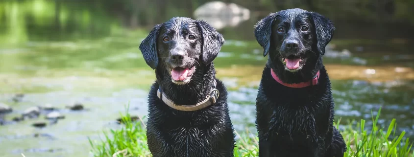 Two black dogs sitting by a creek on a sunny day