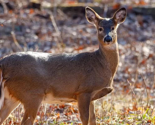 A deer standing in a field