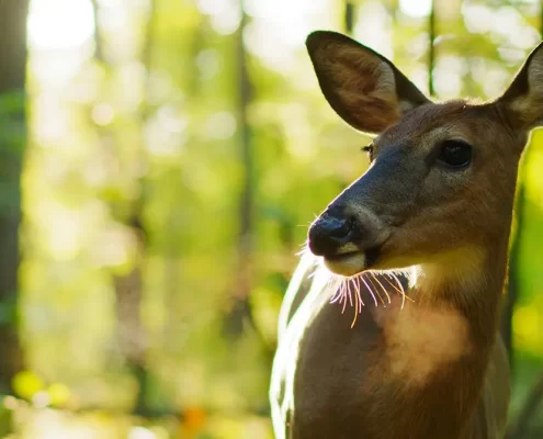 A deer standing in a sunny forest