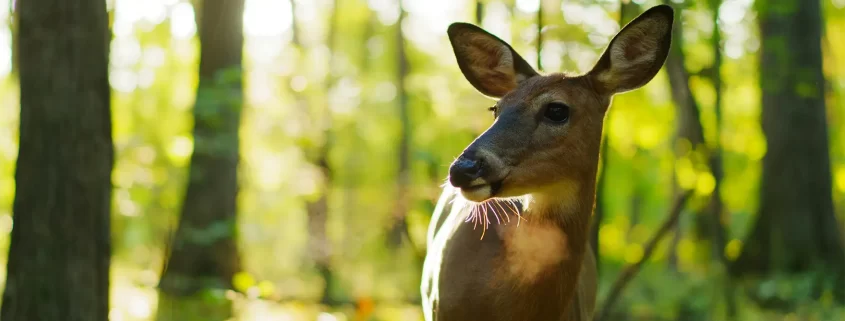 A deer standing in a sunny forest