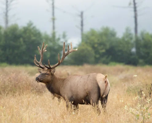 A picture of two deer in a field