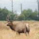 A picture of two deer in a field