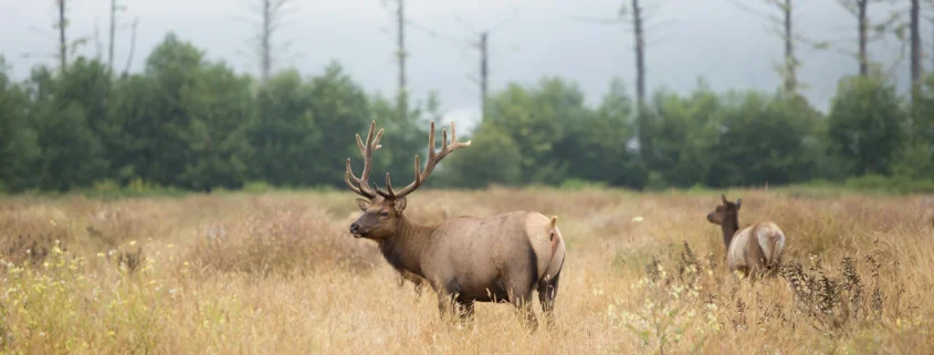 A picture of two deer in a field