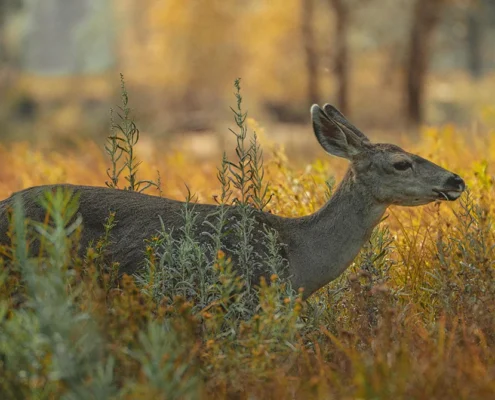 A deer in a field