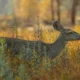 A deer in a field