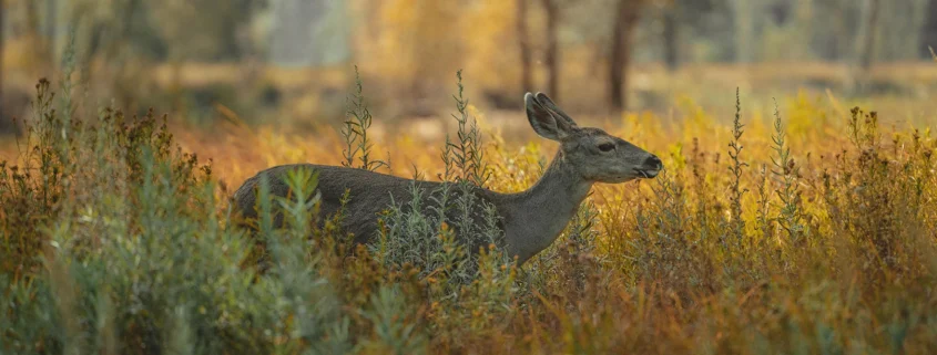 A deer in a field