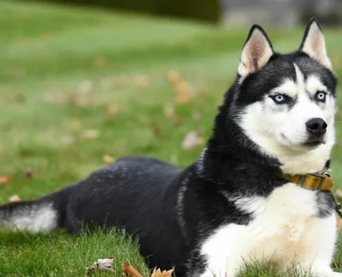 A dog on a leash