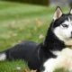 A dog on a leash