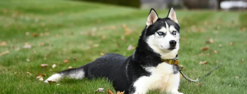 A dog on a leash
